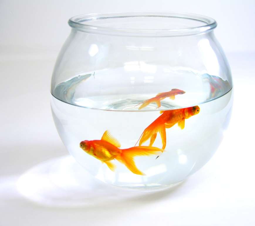 'One' and 'Two' the lucky goldfish